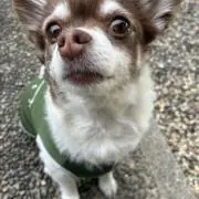 まろん
