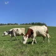 あんこ