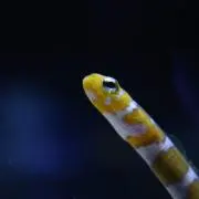 さかな