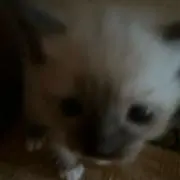 のんの画像
