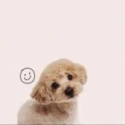 しゅんえいの画像
