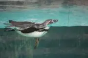 はーたんの画像