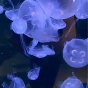 kochiの画像