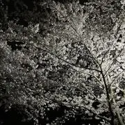 こめの画像