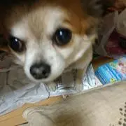 瑠璃