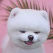 めめの画像