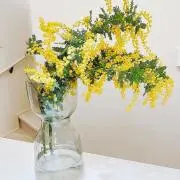 ❁⃘Mimosa❁⃘の画像