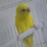 あすかの画像