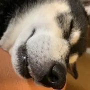 nenegonの画像