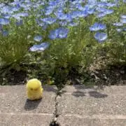 きなこの画像