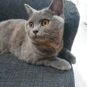 あやの画像