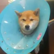 タモリの画像