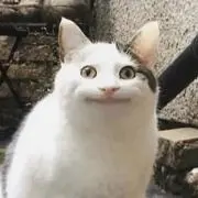 さささささの画像