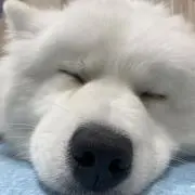 カフェオレの化身