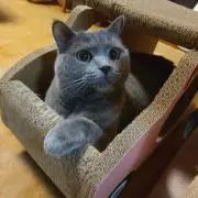 トコの画像