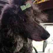 みち
