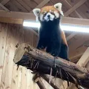 kobasanの画像