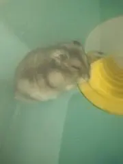 ぽての画像