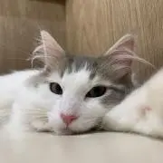 You-manの画像