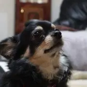 ホッコ