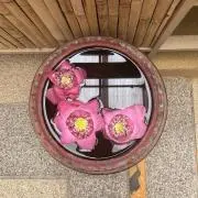 うめの画像