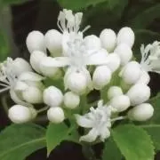 necoの画像