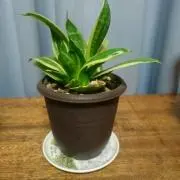うりぼう