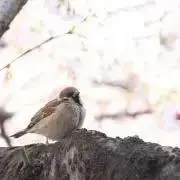 Yamatoの画像
