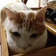 けい