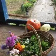 ミミコスの画像