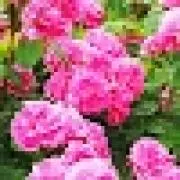 mana