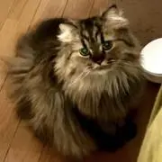 ななの画像