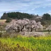 はるる☆の画像