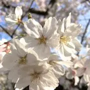 アロ☆の画像