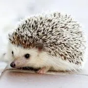 youharuの画像