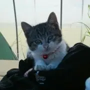 ノア