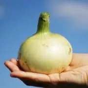 たまねぎのケンの画像