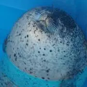 カブラ揚げ