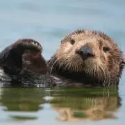 kiroro^_^otterの画像