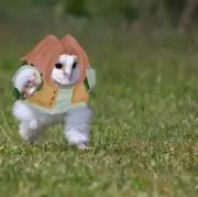らいじんぐ