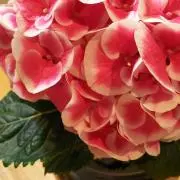 おうさくの画像