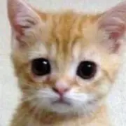 あいぎす