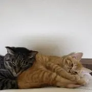 ゴリ