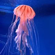 アリエルの画像