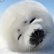 ふじみやの画像