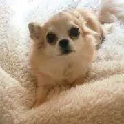 *hii＊*