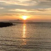 しばの画像