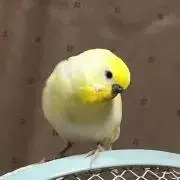 なみえの画像
