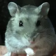 かおかおの画像