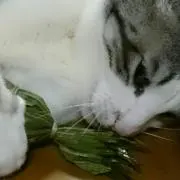 みぞれ